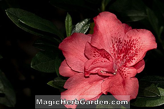 Plantes: Rhododendron (Tartar Glenn Dale Azalea) - #2