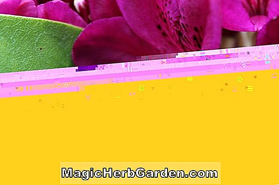 Pflanzen: Rhododendron (Sweet Sixteen Belgische Indica Azalea) - #2