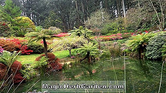 Rhododendron (Sydney Firth Knap Hill Azalea)