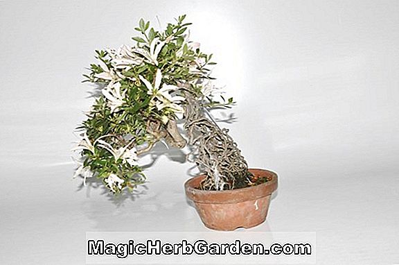 Rhododendron (Tama no Hikari Satsuki Hybrid Azalea) - #2