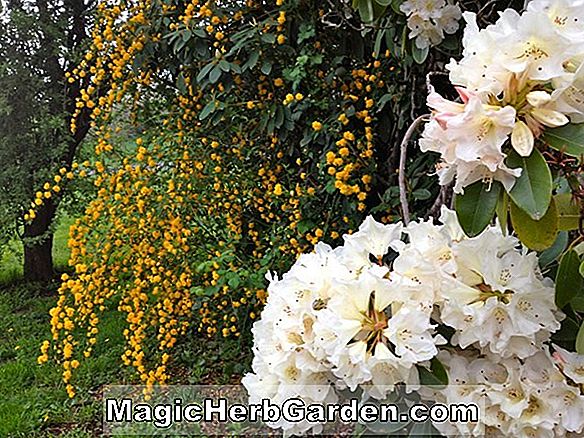 Rhododendron (Tessa Exbury Azalea)