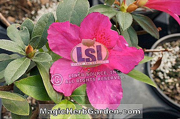 Rhododendron (Thomas Jefferson Exbury Azalea) - #2