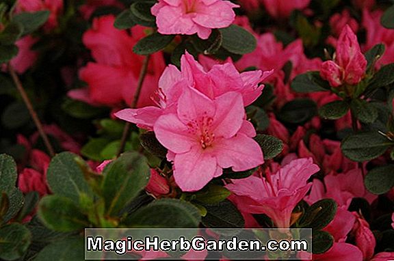 Rhododendron (Peter Kurume Azalea)