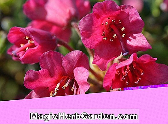 Rhododendron (Betsy de Bruin Mollis Hybrid Azalea) - #2