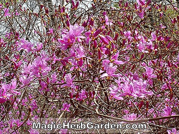 Rhododendron (Tsuta Momiji Kurume Azalea)