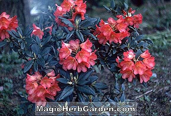 Rhododendron (Vineland Flame Exbury Azalea)