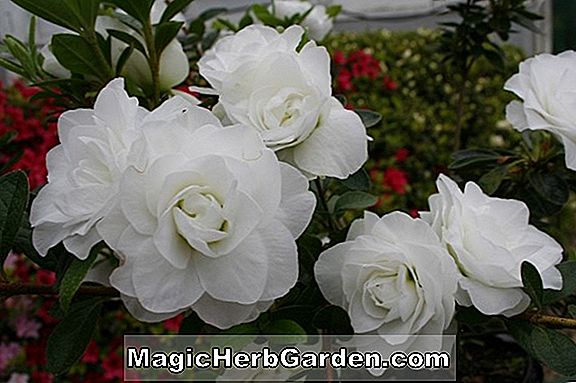 Rhododendron (Bridesmaid Kurume Azalea) - #2