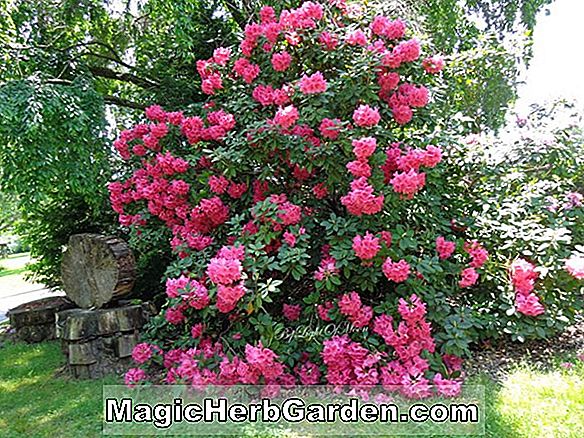 Rhododendron (Bright Star Greenwood Hybrid Azalea) - #2