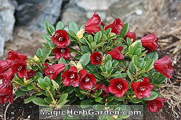 Plantes: Rhododendron (Carmen Belge Indien Azalée) - #2