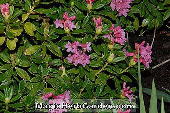 Rhododendron (Caterina Exbury Azalea) - #2