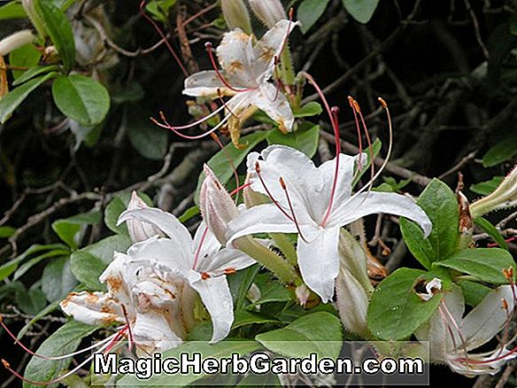 Növények: Rhododendron (Cathy Mayo Bovee Knap Hill Azalea) - #2