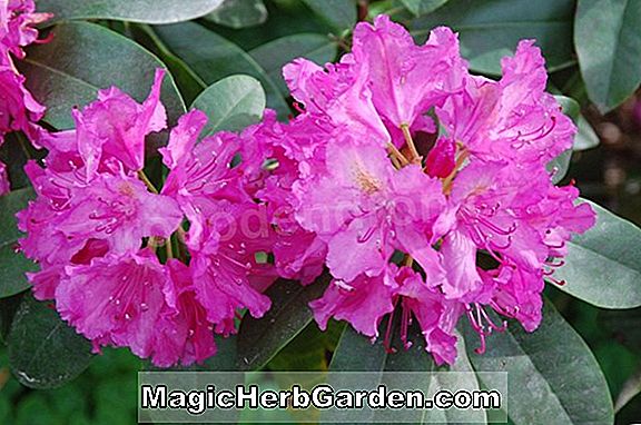 Rhododendron (Charles Rogier Mollis Hybrid Azalea)