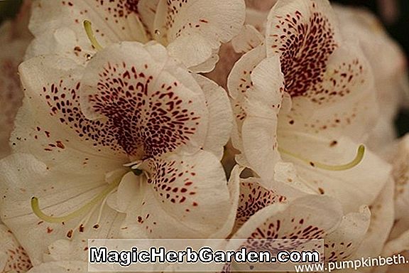 Rhododendron (Mme C.C. Page Mollis Hybrid Azalea) - #2