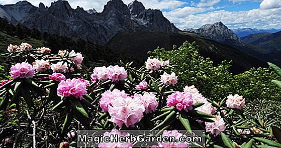 Rhododendron (Kína Seas Pericat Hybrid Azalea) - #2