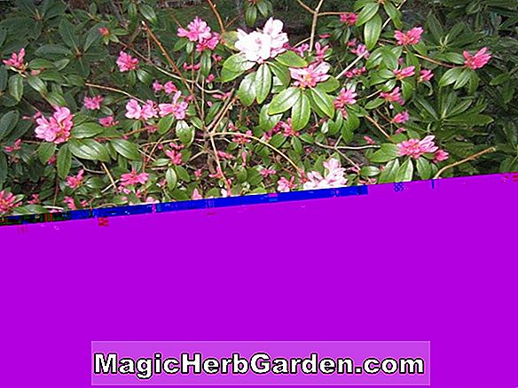 Rhododendron (Chorister Knap Hügel Azalee)