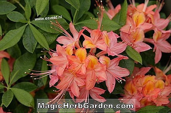 Rhododendron (Christopher Wren Mollis Hybrid Azalea)