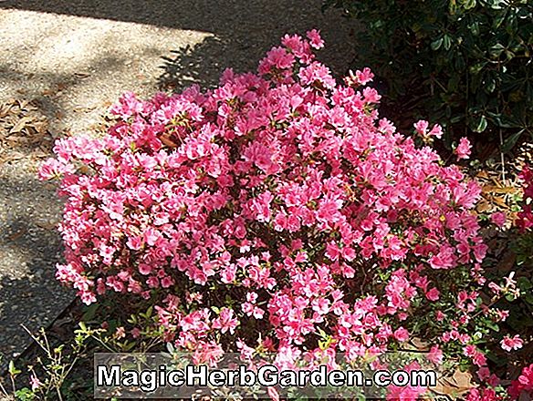 Rhododendron (Coral Bell Supreme Kurume Azalea)