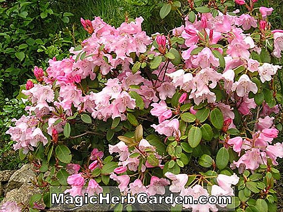 Rhododendron (Corringe Exbury Azalea) - #2