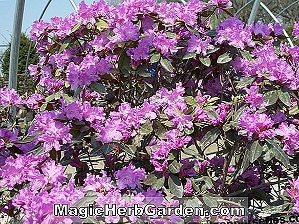 Rhododendron (Dark Mahogany Kurume Azalea)