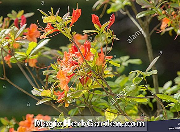 Rhododendron (Trent Knap Hill Azalea) - #2