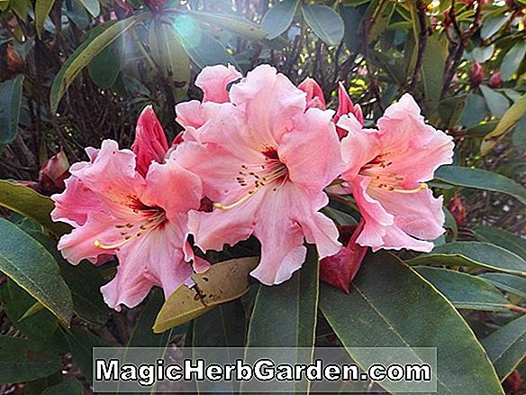 Rhododendron (Dazzler Mollis Hybrid Azalee)