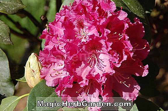 Planter: Rhododendron (Besse A. Dodd Kurume Azalea) - #2