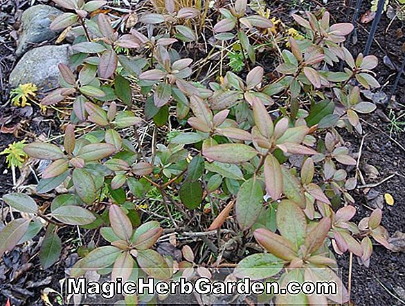 Rhododendron (Black Satin P.J.M. Rhododendron)