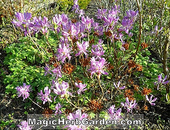 Rhododendron canadense (CommonName Nicht verfügbar)