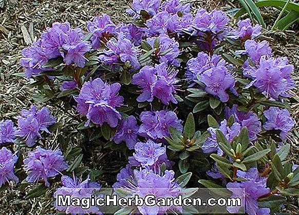 Rhododendron catawbiense (Michaelmas Daisy)