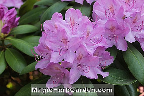 Rhododendron catawbiense (Butterfly Catawba Rhododendron)