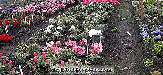 Rhododendron (Desmit P.J.M. Rhododendron)