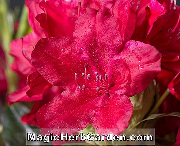 Pflanzen: Rhododendron (Dr. Benesj Mollis Hybride Azalee) - #2