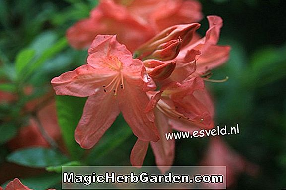 Rhododendron (Dr. M. Oosthoek Mollis Hybrid Azalea) - #2