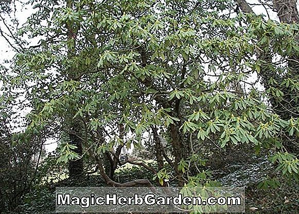 Rhododendron fortunei (Fortunei Rhododendron)