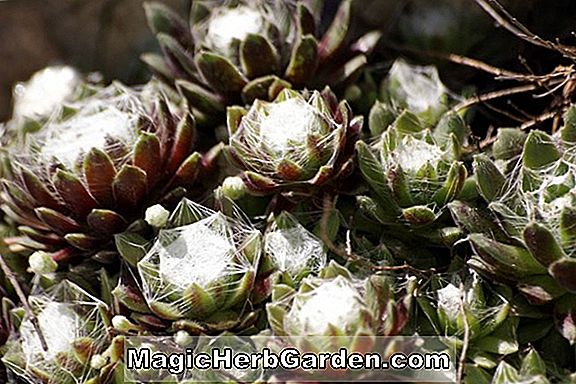 Rhododendron hybrida (Baron van Heekeren Ghent Hybrid Azalea) - #2