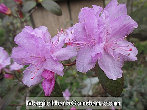 Rhododendron (Undine Glenn Dale Azalea)
