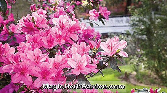 Pflanzen: Rhododendron hybrida (Cottage Maid Ghent Hybride Azalee) - #2