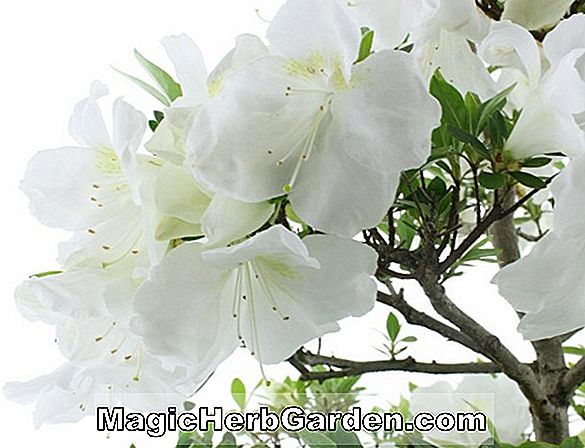 Rhododendron hybrida (Daisetsuzan Satsuki Azalea) - #2
