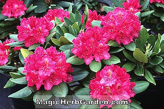 Rhododendron hybrida (David Gable)