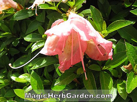 Planter: Rhododendron hybrida (Banko Satsuki Azalea) - #2