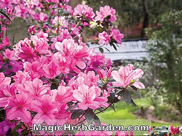 Rhododendron (California Beauty belgische indische Azalee)