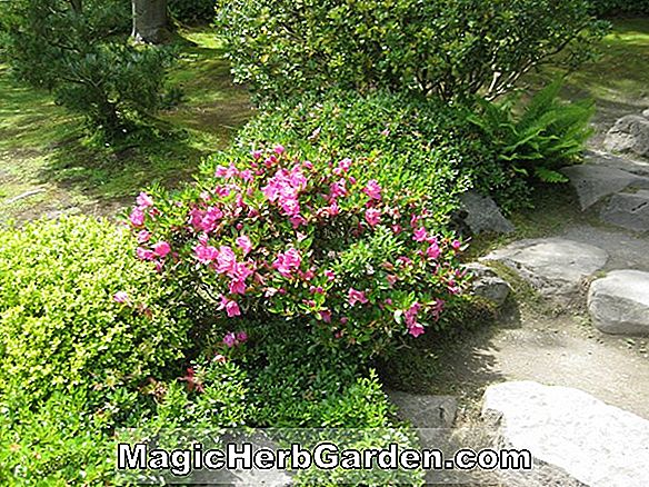 Rhododendron hybrida (Getsu Rei Satsuki Azalea)