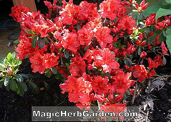 Rhododendron hybrida (Traum Glenn Dale Azalea) - #2