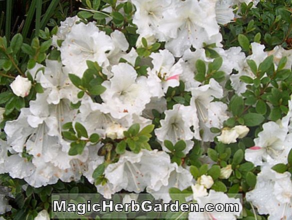 Rhododendron hybrida (Gumpo White Satsuki Azalea) - #2