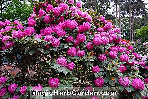 Rhododendron hybrida (Horaizan Satsuki Azalea) - #2