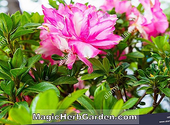 Plantes: Rhododendron hybrida (Azalée Satsuki Blanche Gumpo) - #2