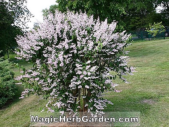 Rhododendron hybrida (Alba Plena Odorata Gent Hybrid Azalea) - #2