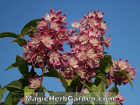 Rhododendron (Rosea Plena Ghent Hybrid Azalea)