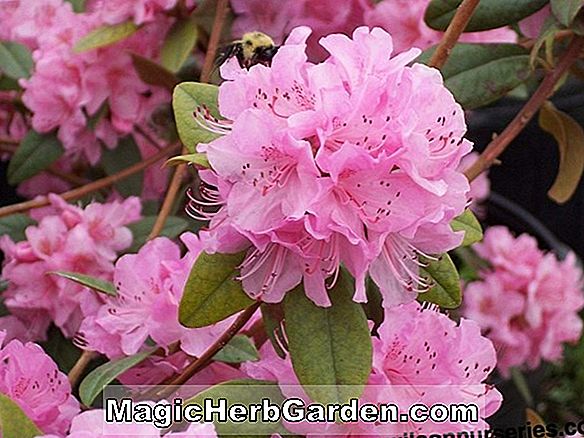 Növények: Rhododendron hybrida (Olga Niblett Robin Hill Azalea) - #2