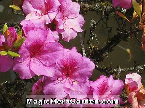 Rhododendron hybrida (Pink Star Glenn Dale Azalea) - #2